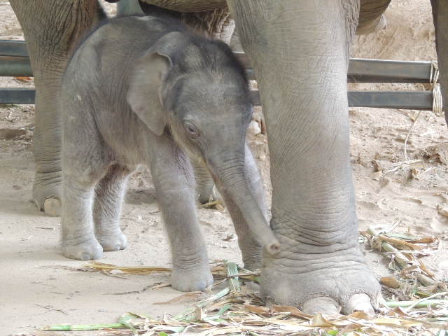 Elephant Nature Park Navaan